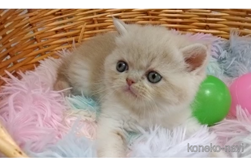 成約済の愛知県のエキゾチックショートヘア-100148の3枚目